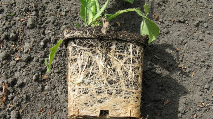 La Racine Des L Gumes Un Organe Vital Pr Server