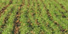 Adjuvants – Gains d’efficacité confirmés