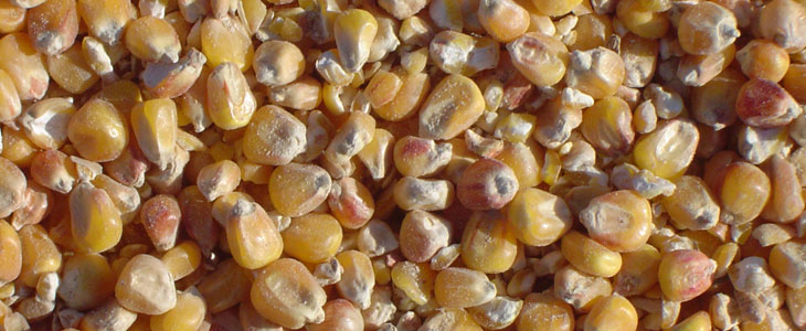 Volatilité des prix du maïs grain.