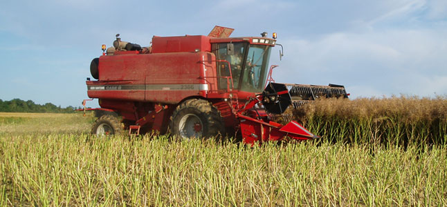 Colzas hybrides, gains de rendement confirmés