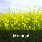 Momont