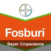 Bayer