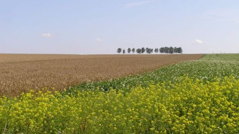 Le Farm Bill de 2014 : quoi de neuf ?