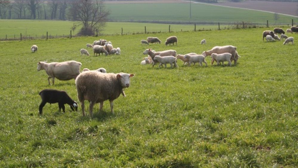La France redécouvre la vie avec le prédateur