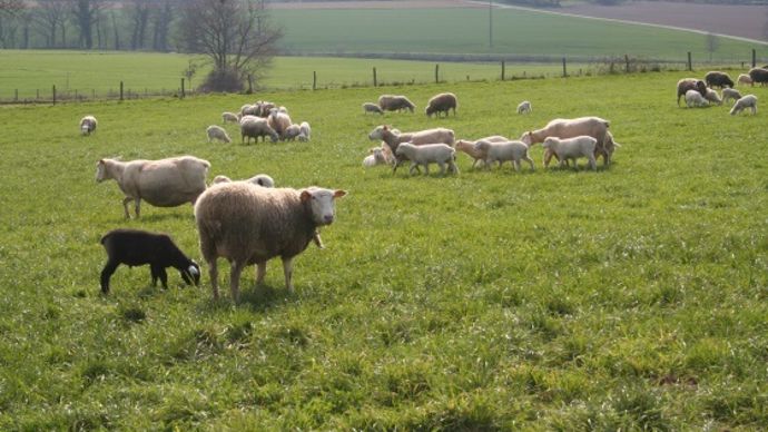 Troupeau de moutons