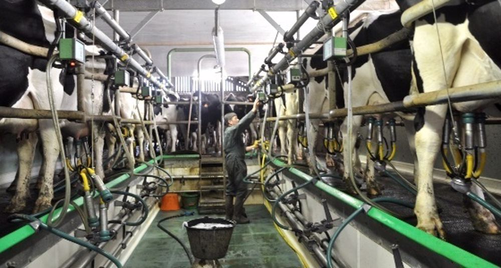 Un troupeau de 35,4 millions de vaches