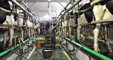 Un troupeau de 35,4 millions de vaches