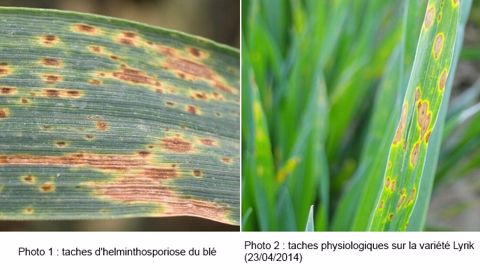 Décoloration des feuilles : taches physiologiques ou helminthosporiose ?