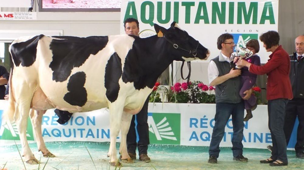 400 bovins concourront à Bordeaux du 24 au 26 mai