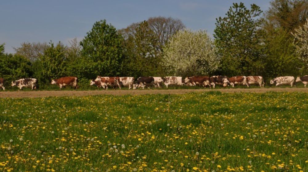 Un tiers des éleveurs considèrent leur parcellaire comme peu ou pas accessible