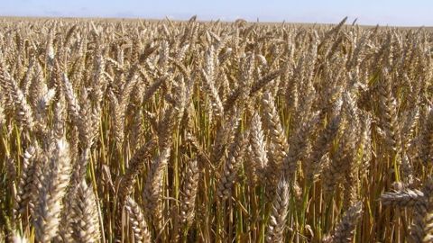 Le blé et le maïs avancent avant l'Usda