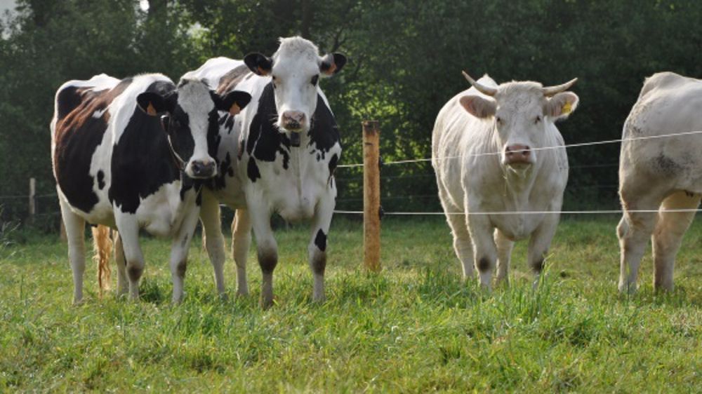 Gènes Diffusion est spécialisé dans les schémas holsteins (Jester, Roumare, DT Benito, Dyonne, Cypripède...) et charolais (Pinay, Populair, Vittoz,...) notamment sans cornes.  (©Terre-net Média)