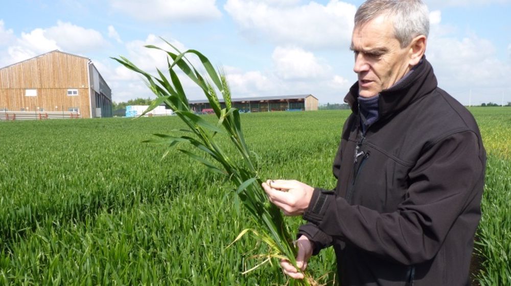 Marc Dupayage (Unéal) : « Plus de 50 q/ha attendus en colza »