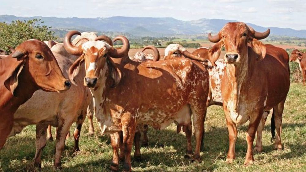1er exportateur mondial de soja, de viande bovine et de volailles