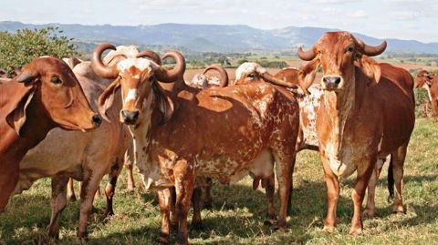 1er exportateur mondial de soja, de viande bovine et de volailles 1er exportateur mondial de soja, de viande bovine et de volailles