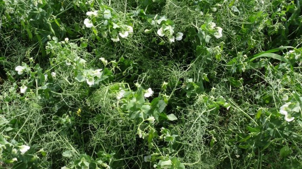 Deux semaines d'avance pour les pois et féveroles d'hiver