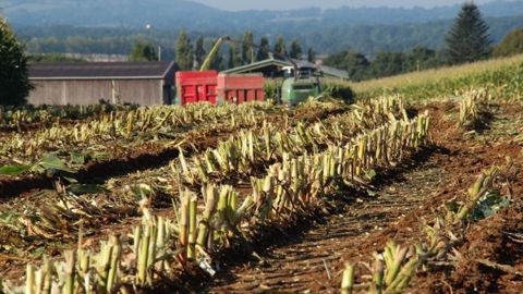Conditions climatiques favorables pour le maïs chinois