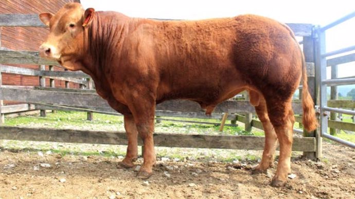 Vente de taureaux limousine