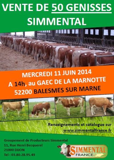 50 génisses pleines à vendre aux enchères le 11 juin en Haute-Marne