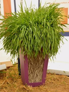 Orges hybrides
