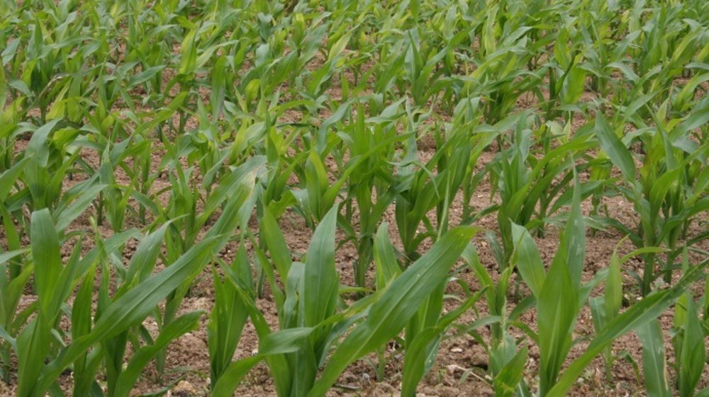 La culture de variétés de maïs Ogm officiellement interdite par la loi