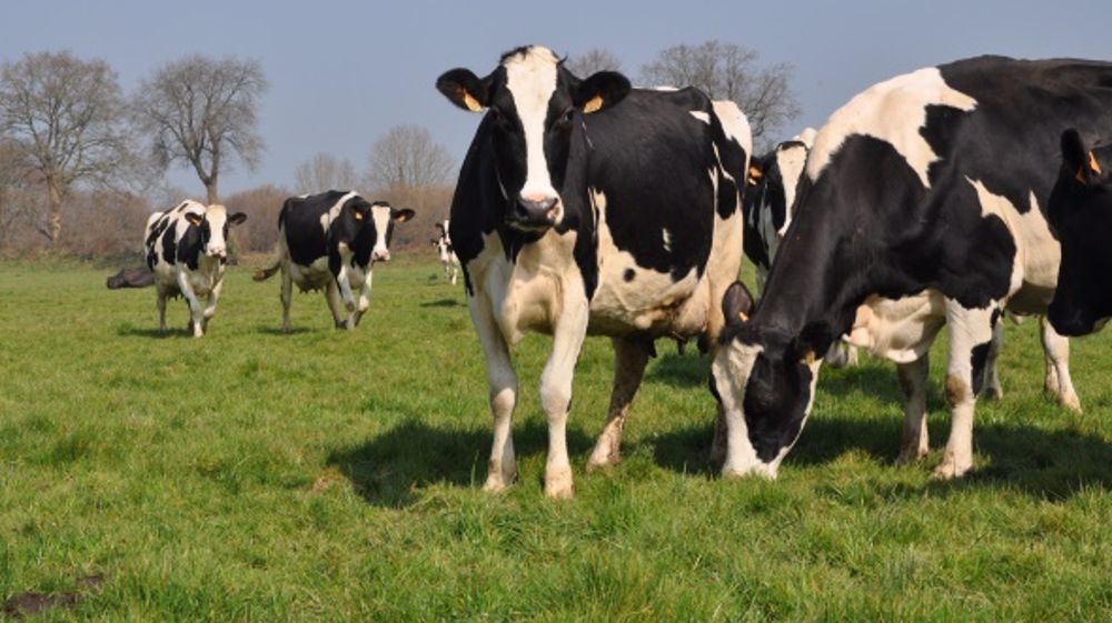 Robot et pâturage à Derval : illusion ou réalité ?