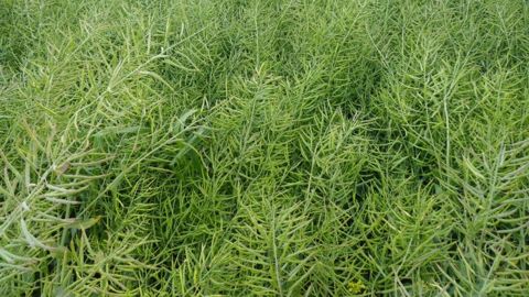 La récolte de colza en hausse de près de 20 %