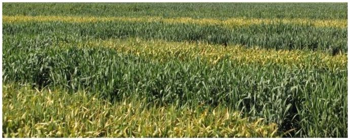 Rouille jaune sur triticale en 2011.