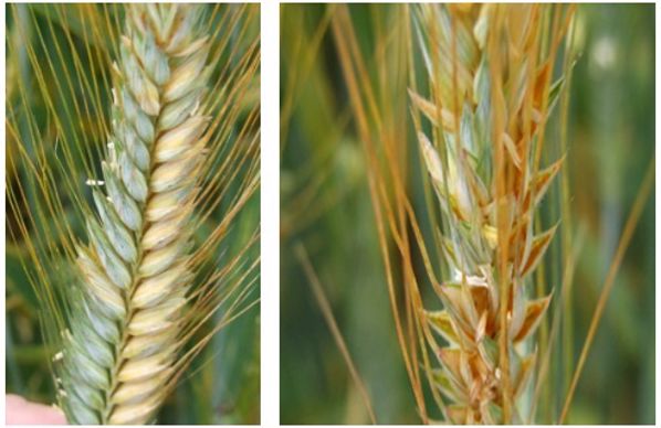 L'année dernière, le triticale a été atteint.