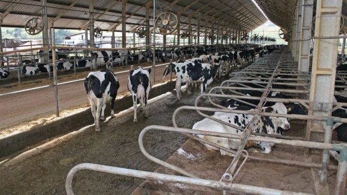 Elevage holstein au Brésil