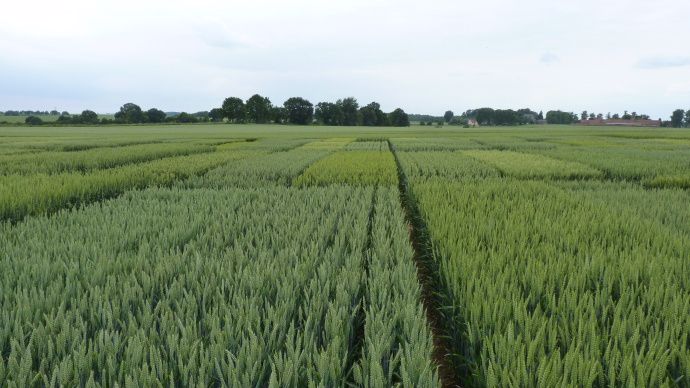 Variétés de blé