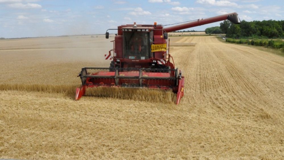 « 11 q/ha de moins pour la variété hybride... promesse non tenue ! »