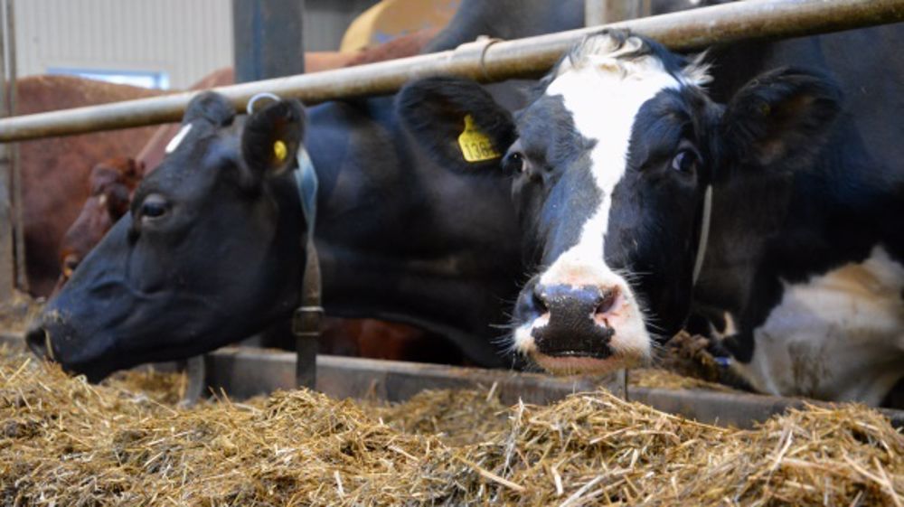 Des exemples de rations pour minimiser les achats de tourteaux