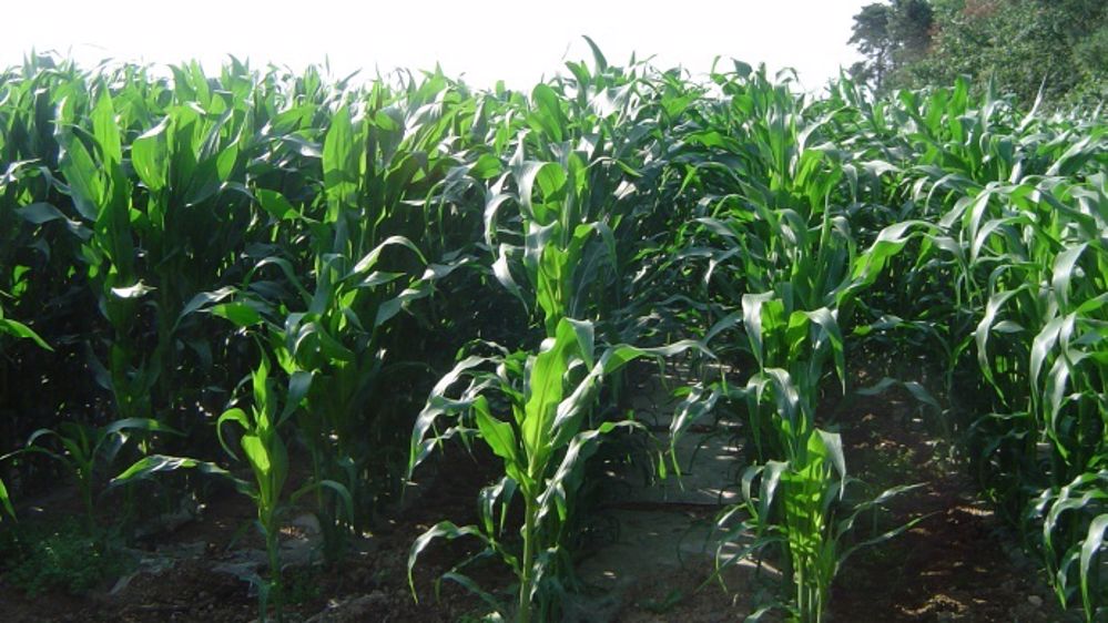 Pluies abondantes sur la Corn Belt