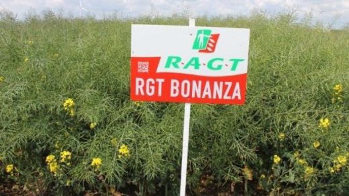 Variété de colza Ragt