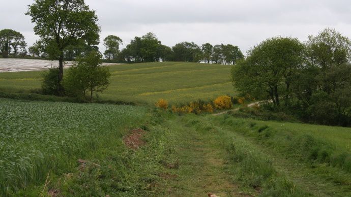 Chemin entre des parcelles