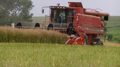 Attendre la complète maturité pour éviter les pertes