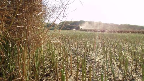 Premiers échos en colza au sud et à l'est : de 12 à 40 q/ha Premiers échos en colza au sud et à l'est : de 12 à 40 q/ha