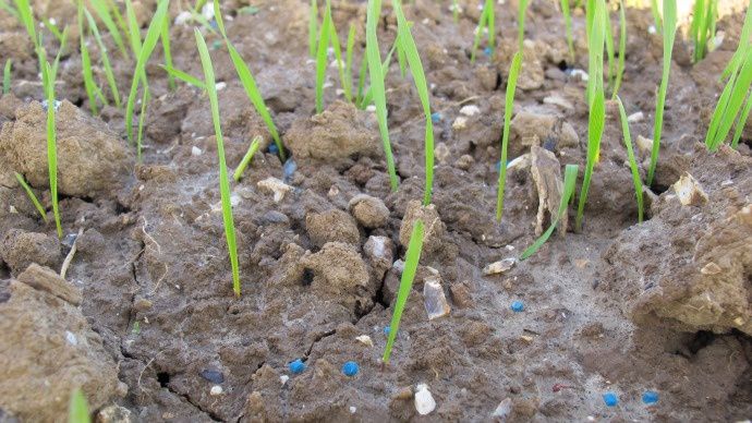 Granulés d'anti-limace dans le blé