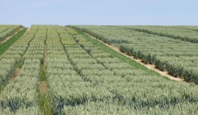 Sélection de blé