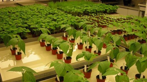 Développer l'offre en maïs fourrage, l'agriculture de précision et les services Développer l'offre en maïs fourrage, l'agriculture de précision et les services