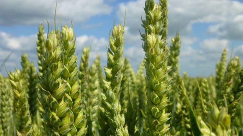 Des variétés pour chaque segment de marché