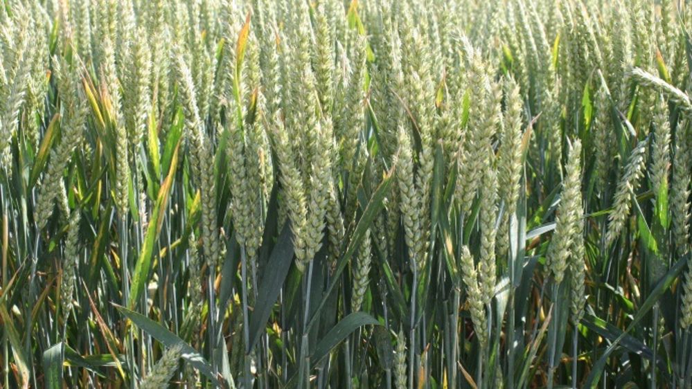 Six blés productifs, de qualité et précocité variées, enrichissent la gamme