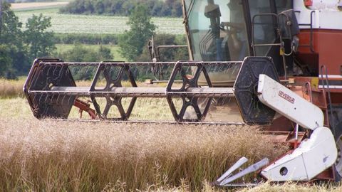 Rendements attendus région par région en blés, orges, colza et protéagineux