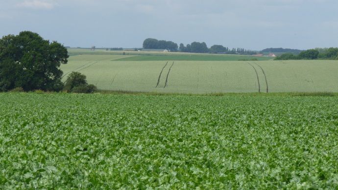 Paysage agricole