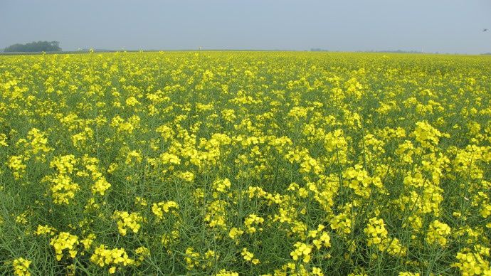 Colza en fleur