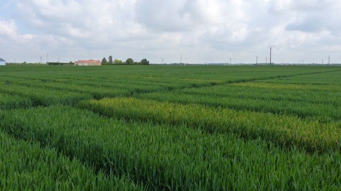 Parcelles d'essais en blé.