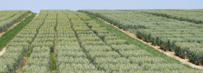 Sélection blé