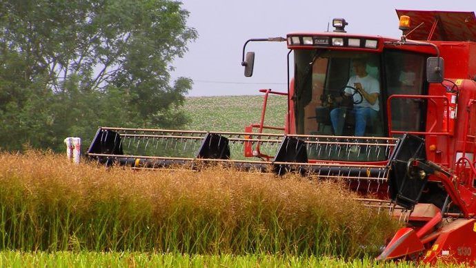 Les premiers rendements records de cette année seront certainement impactés par la qualité des grains.