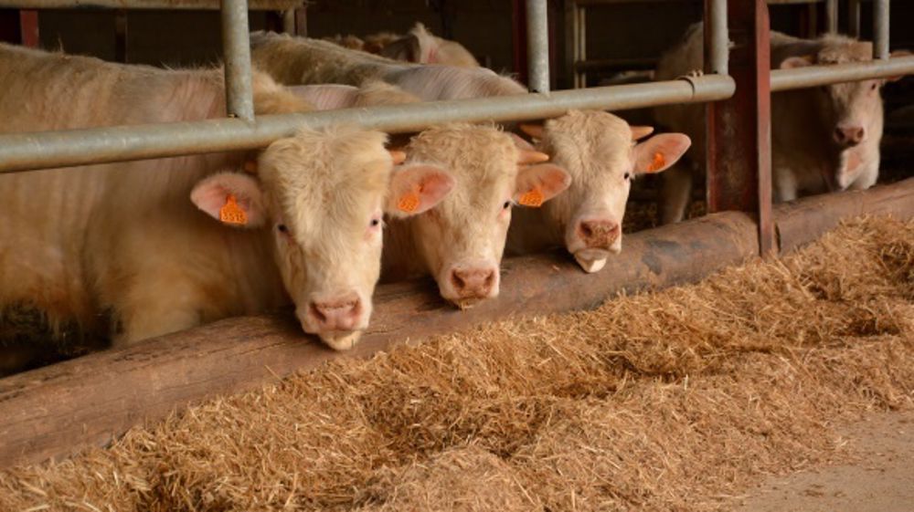 Des taurillons avec 1,6 kg de Gmq en autonomie protéique, c’est possible !